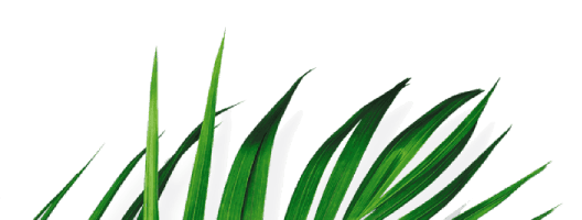 Safari Softwash