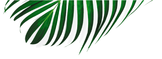 Safari Softwash