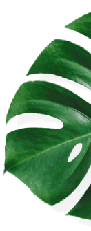 Safari Softwash